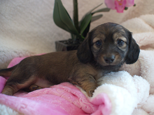 von treuen Wachter long haired mini dachshunds